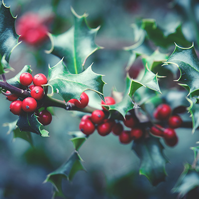 Holly bunches