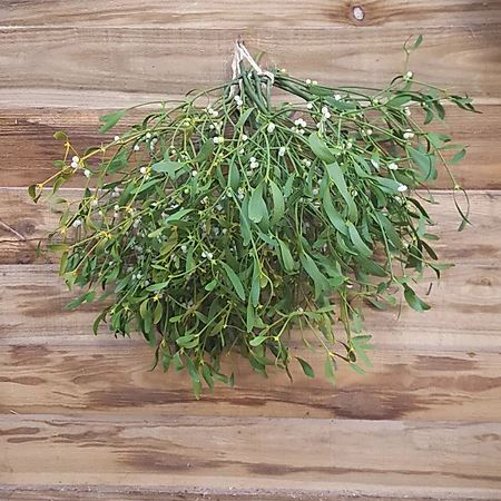 mistletoe